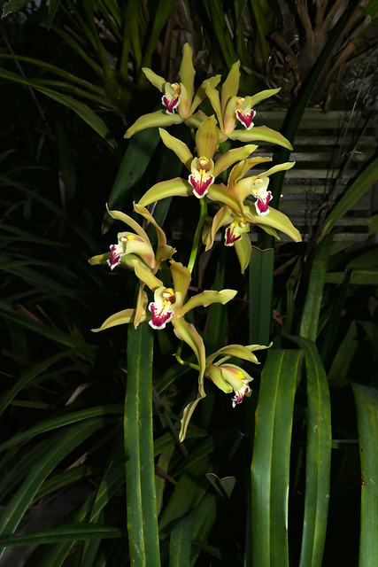 Cymbidium Lowio-mastersii primary hybrid orchid 1-21*