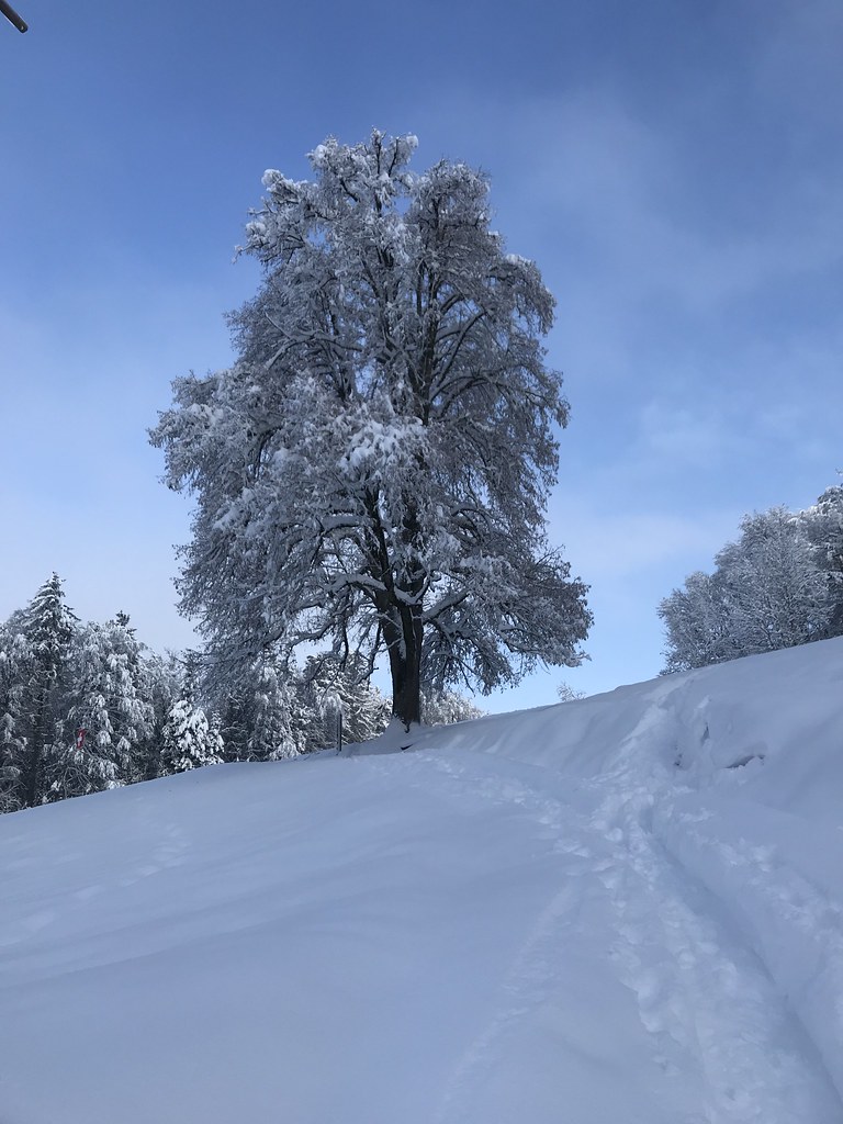 Skitour Hinwil-Bachtel Jan 21'