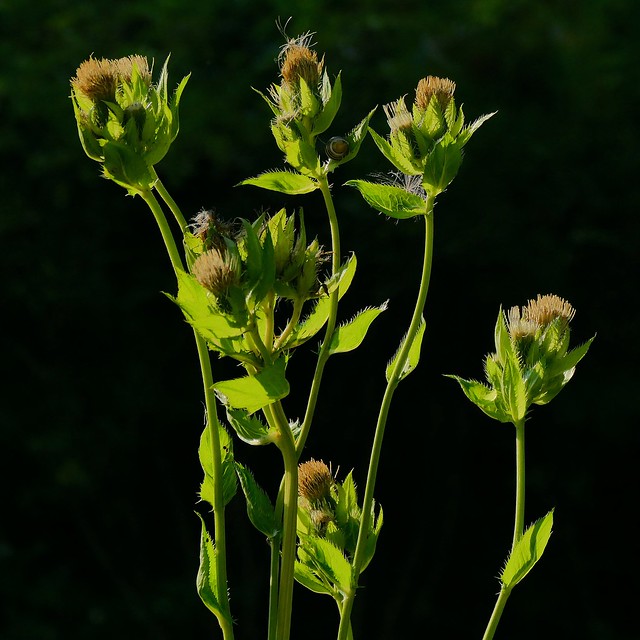 cirse faux-épinard (cirsium oleraceum)