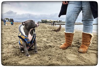 Thumbnail image for album (Arrici the Boxer pup in his fancy coat, at Albany Bulb Beach)