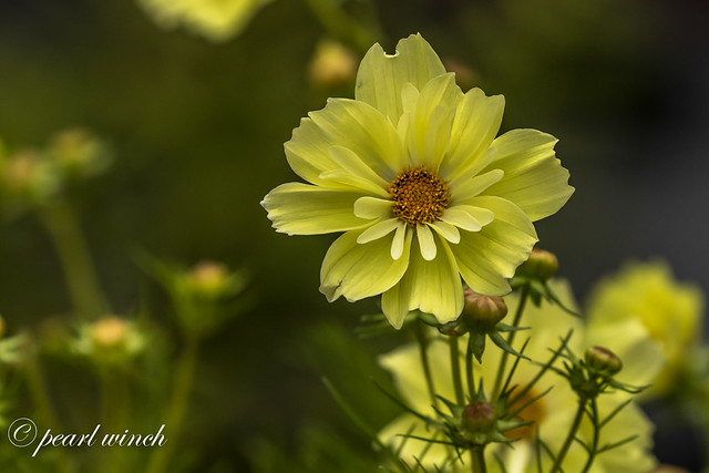 Late yellow cosmos