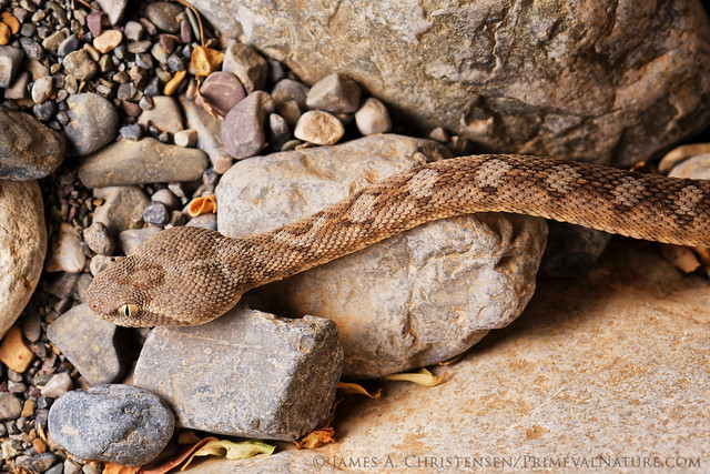 Oman Saw-scaled Viper