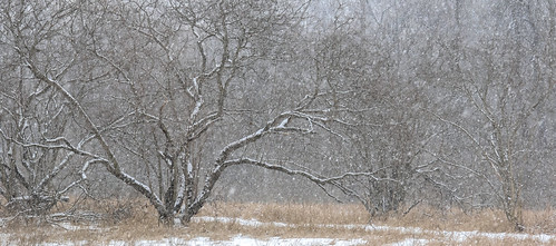 2021 january kevinpovenz ottawa westmichigan michigan ottawacounty ottawacountyparks outdoors outside hagerpark snow snowy snowing winter stormyweather weather canon7dmarkii canon sigma24105art sigma morning tree scene landscape