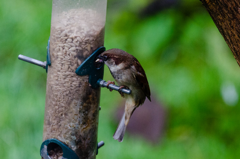 Feeding time: sparrows once again