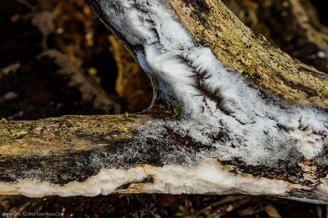 Hair Ice, associated with the fungus Exidiopsis effusa