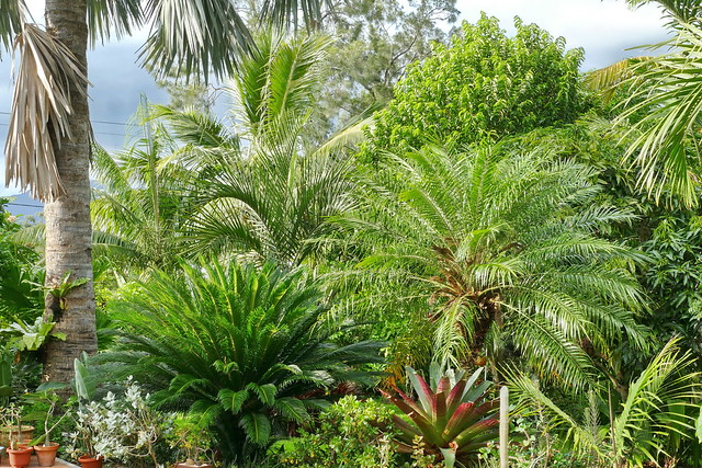 Au jardin, dans la palmeraie