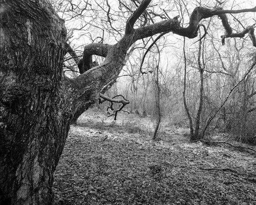 hyonswood walkertitansf blackandwhite monochrome landscape largeformat 4x5 ancientwoodland tree ruralnortheast ilforddelta100
