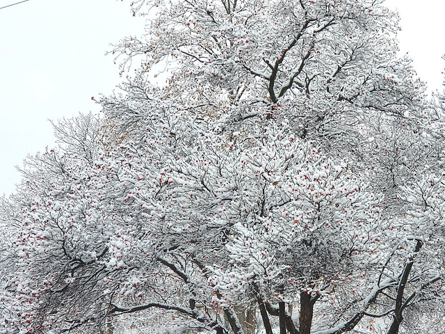 Vogelbeeren Baum mit Schneehäubchen. Stuttgart Justizviertel - Crop 4:3