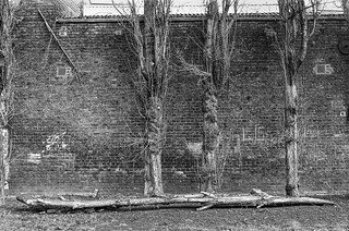 Trees, Lucas Gardens, Vestry Rd, Camberwell, Southwark, 1989 89-2d-42