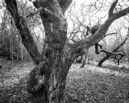 tree hyonswood blackandwhite monochrome largeformat landscape 4x5 walkertitansf ancientwoodland ilfordortho nikkor90mmswf8