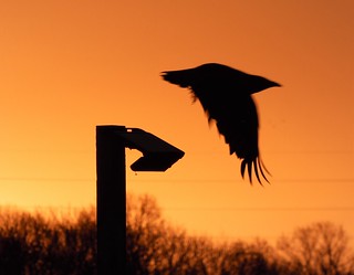Crow Take-Off - Tyne Yard Sunrise