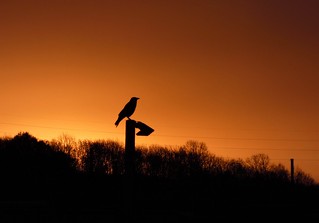Carrion Crow Silhouette Sunrise