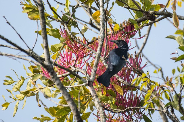 Hair Crested Drongo