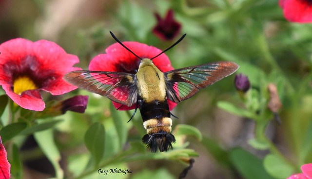 Hummingbird Moth on Flowers_5603ce