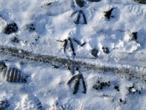 Footprints in the Snow