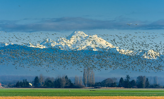 Snow Geese Decend on the Skagit Valley