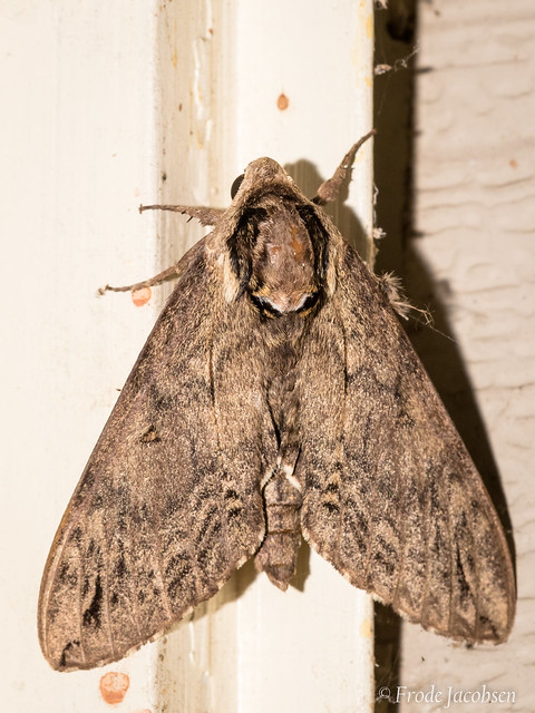 Catalpa Sphinx Moth (Ceretomia catalpae)