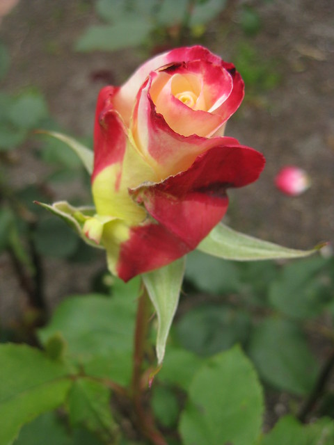 Neue Review Rose Bloom - St Kilda Botanical Gardens, St Kilda