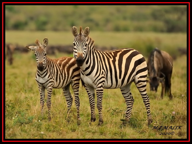 FEMALE COMMON ZEBRAS WITH BABY FOWL (Equus burchelli).....MASAI MARA......OCT 2020