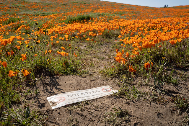 Sign warning visitors of an area that is not a trail in the Antelope Valley Poppy Reserve in California