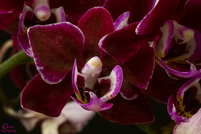 DSC_4893 ~ Dendrobium Orchid