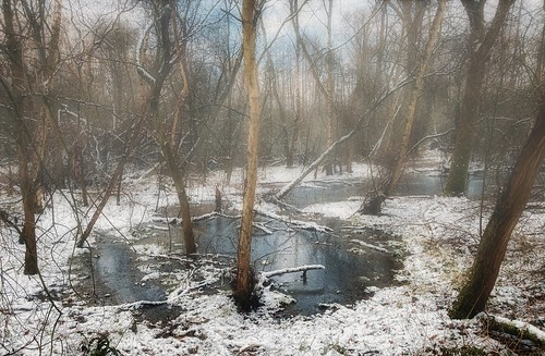 reading berkshire uk nature forest woods sticks growth trees bush bare leafless winter snow ice slush melting water outdoors landscape fog mist lost confused trapped wet wade wellies dogwalk phone mobile twyford charvil england britain thamesvalley iphone se photoshop