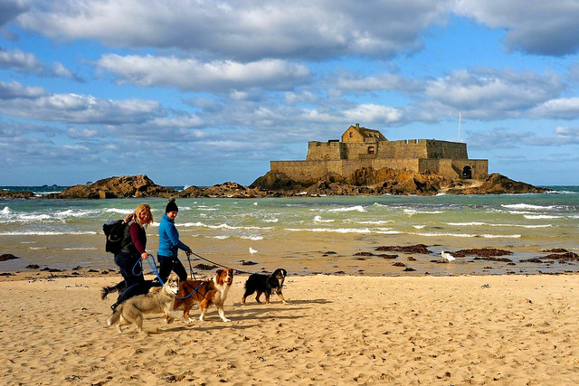 Saint-Malo / Grande Plage du Sillon  - The pack of dogs