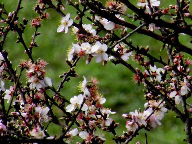 almost over night the almond blossoms appeared