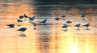 Gulls on Ice at Sunrise