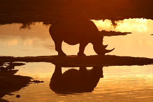 Rhino Reflecting