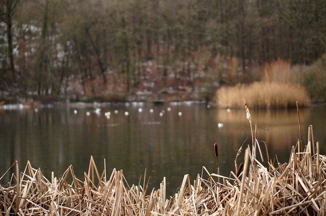 Bird lake