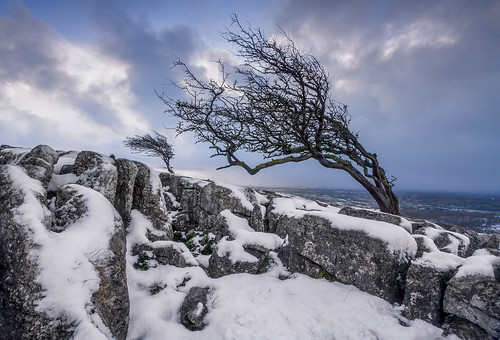 twistletonscar twistleton northyorkshire yorkshire winter hawthorntree tree snow freezing exposed
