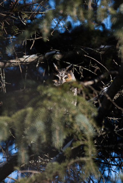 Hibou moyen-duc / Long-eared owl
