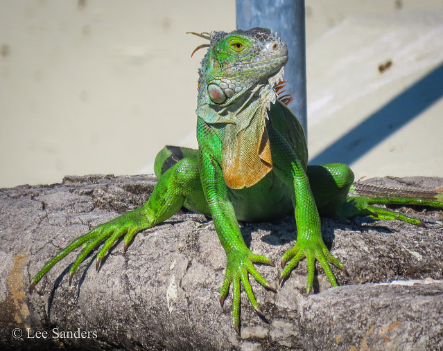Green Iguana - (Iguana iguana) herbivorous lizard