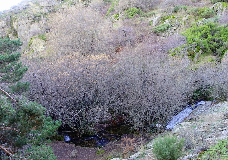 Comunidad de Madrid: pueblos, rutas y lugares, incluyendo senderismo - Blogs de España - La Chorrera de San Mamés (Madrid). Parque Nacional Sierra de Guadarrama. (43)