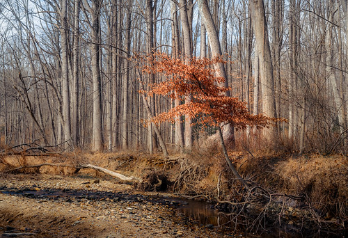 croydon creek naturecenter outside outdoors nature park woods forest water winter january rockville maryland md montgomery hiking moody landscape photography tripod sony alpha a7riii ilce7rm3 fullframe mirrorless emount femount sigmaartlens 2470mm standardzoom 2470mmf28dgdn|a