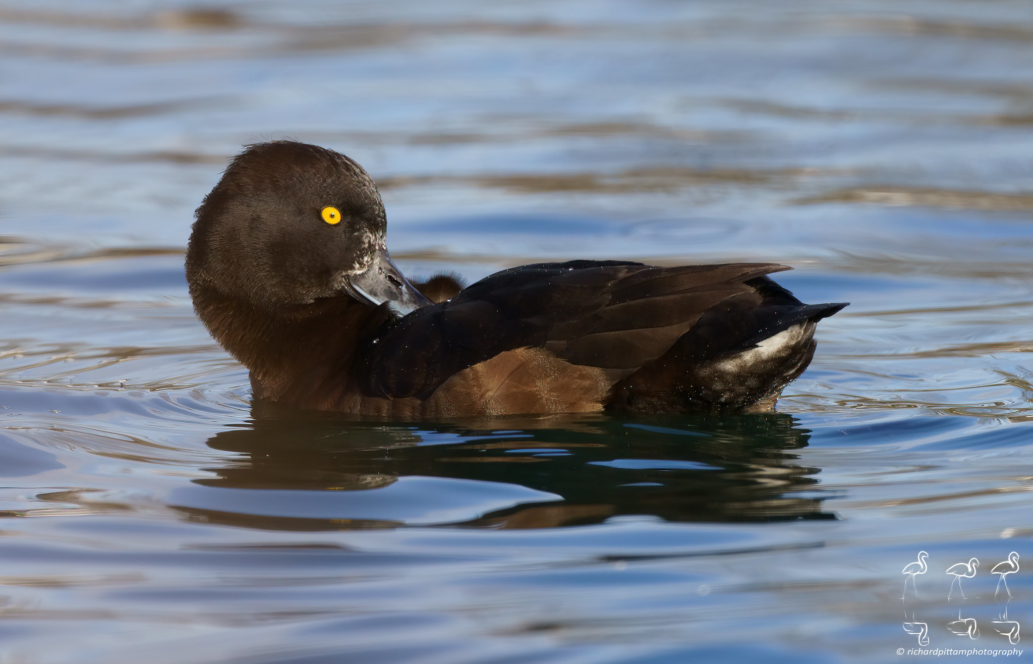 Tufted duck [female]