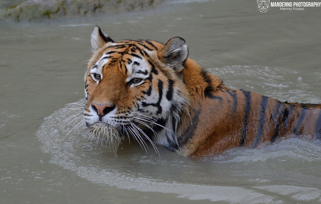 Swimming siberian tiger - Zoom Gelsenkirchen