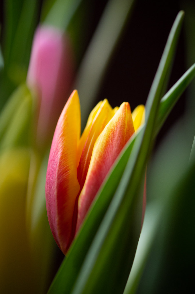 Colorful signs of spring