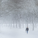 Snow storm, Uppsala, January 25, 2021