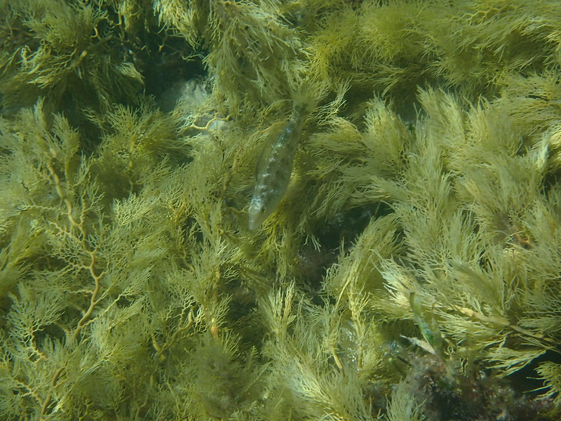 Little Weed Whiting (Neoodax balteatus)