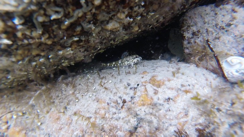 Dragonet (Bovichtus angustifrons)