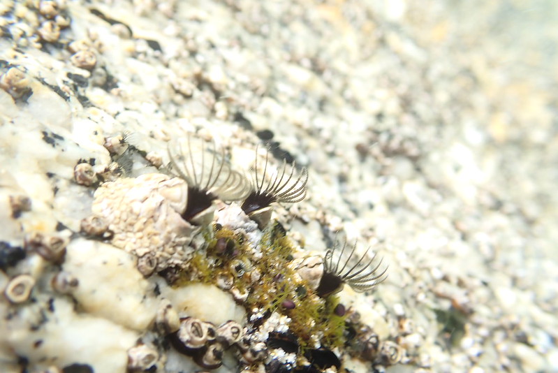 Surf Barnacle (Catomerus polymerus)