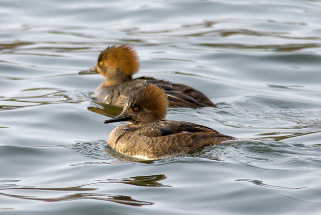 Immature Red-breasted Mergansers