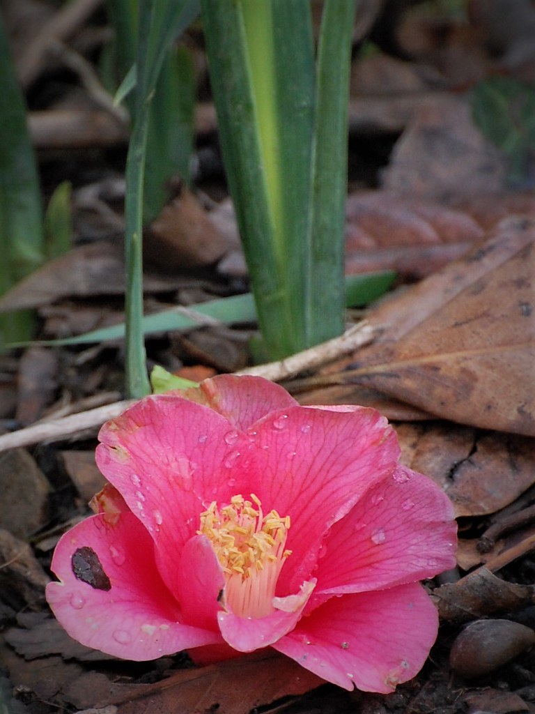 Camélia lotus
