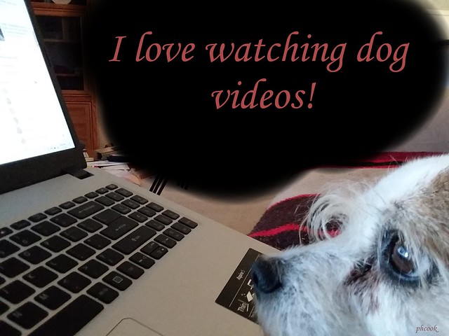 Watching Dog Videos