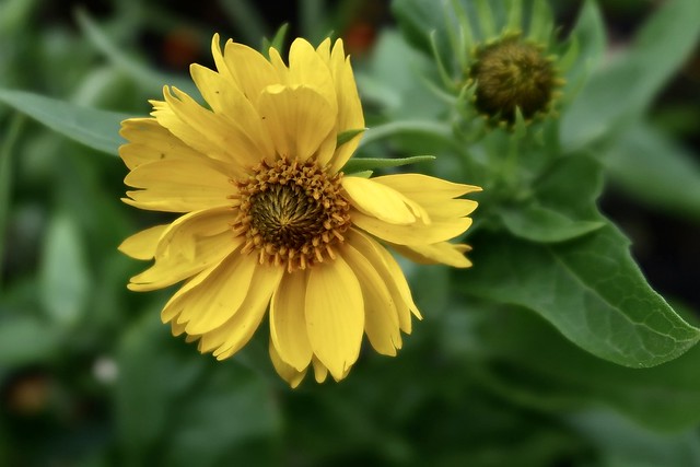 Heliopsis, the sunflower family.