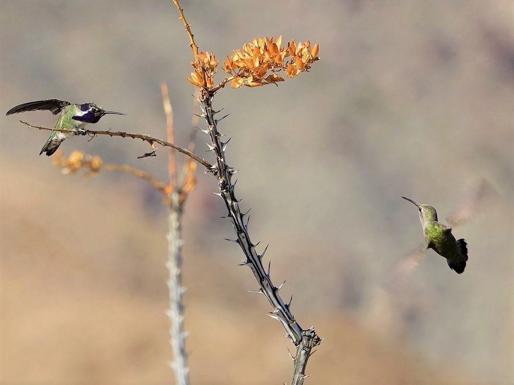 Back Off!- Costas hummingbirds in Anza Borrego