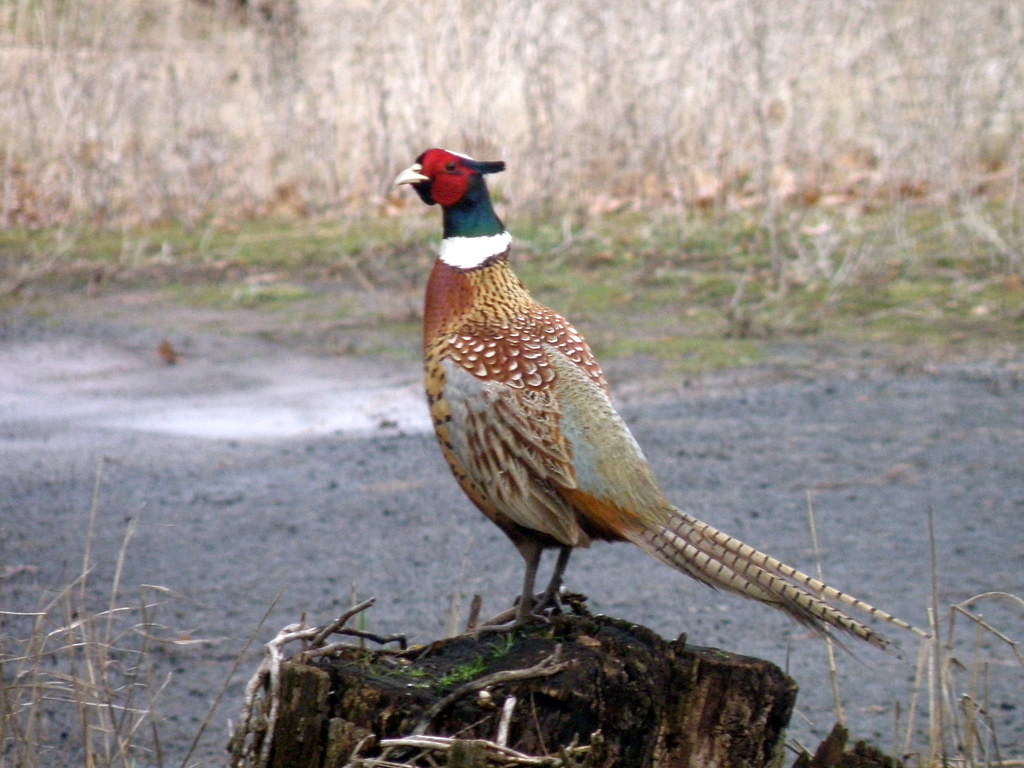 P2026047...ring-necked pheasant