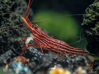 Sulawesi Red Line Shrimp (Caridina striata) - P1273390